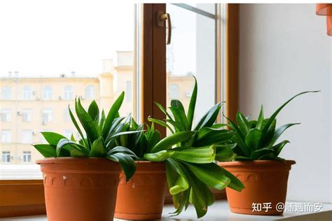 睡房植物|卧室放什么植物最好？这10种植物净化空气还助眠！